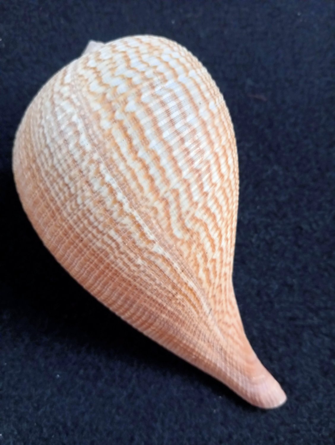 Seashell collectibles natural sea shell 133 mm