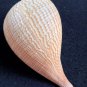 Seashell collectibles natural sea shell 133 mm