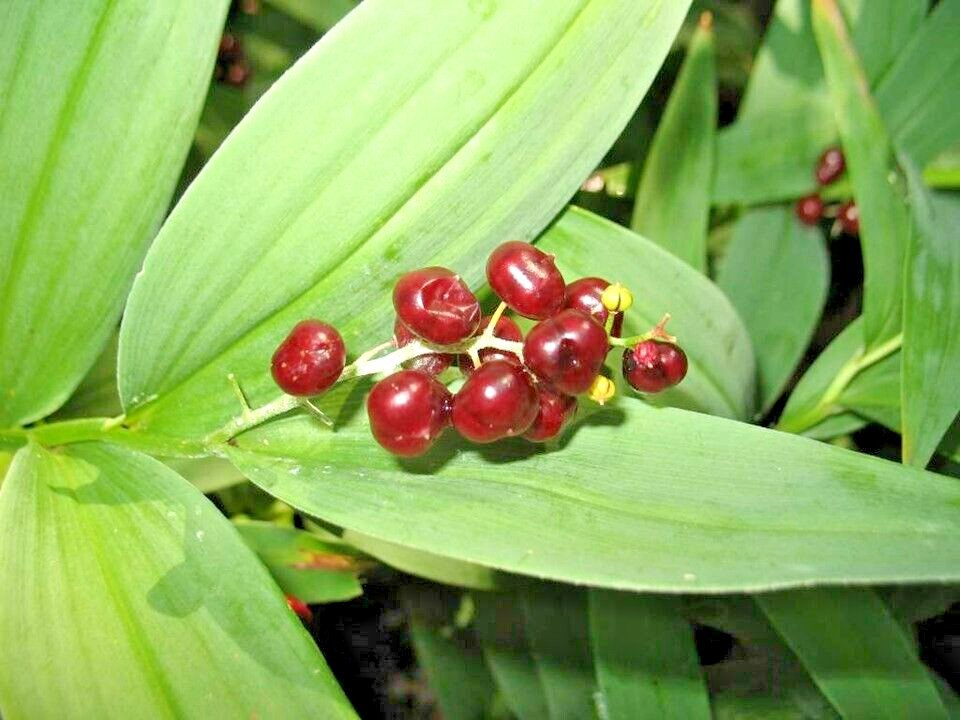 Fresh 15 False Solomons Seal Seeds Maianthemum Racemosum