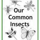 Our Common Insects