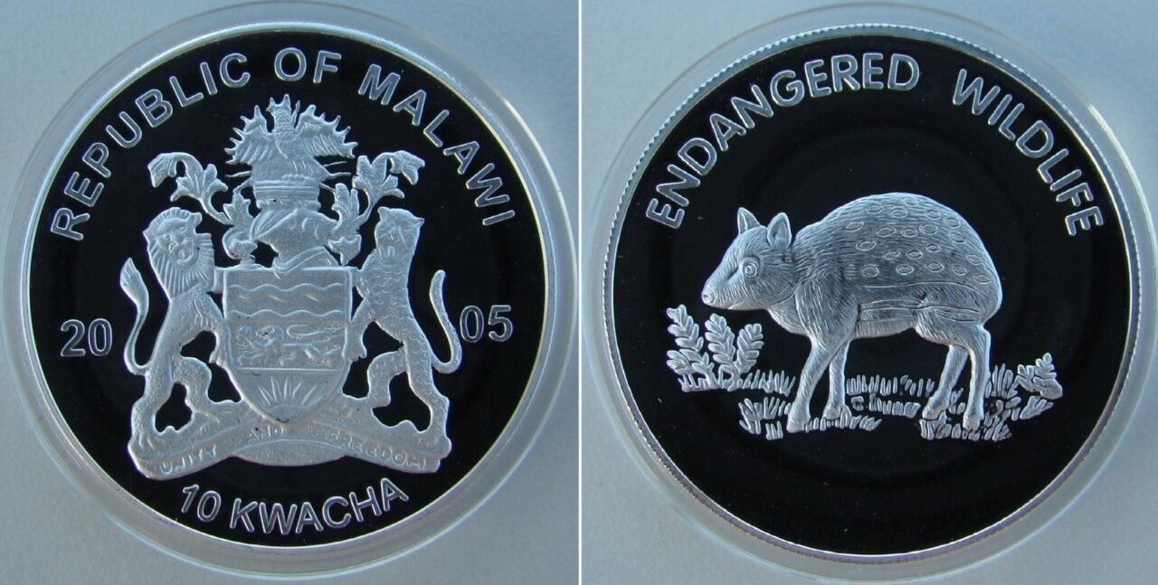 2005 Malawi Large Proof 10 Kwacha Endangered  animals- Chevrotain Mouse-deer