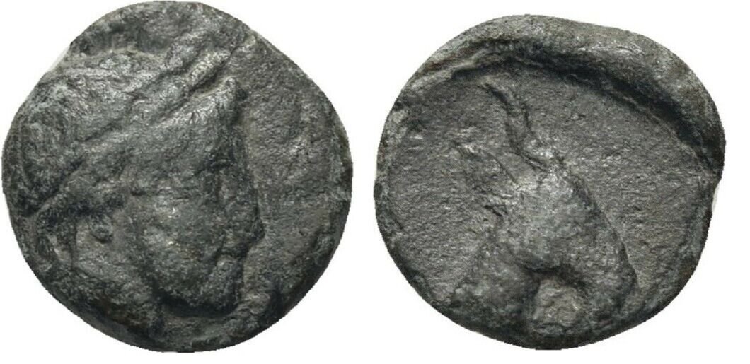 Ancient Greece 3 Cent BC  Apollo head /Goat small AE