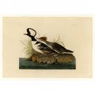 Audubon - Hooded Merganser - Plate 232 - 30x40 Inch Rolled Canvas Wall Art Print Audubon - Hooded Merganser - Plate 232 - 30x40 Inch Rolled Canvas Wall Art Print