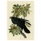 Audubon - Raven - Plate 101 - 30x40 Inch Rolled Canvas Wall Art Print