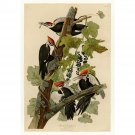 Pileated Woodpecker - Plate 111 - 30x40 Inch Rolled Canvas Wall Art Print