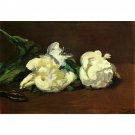 Still life, White Peony by Manet - 30x40 Inch Rolled Canvas Wall Art Print Still life, White Peony by Manet - 30x40 Inch Rolled Canvas Wall Art Print