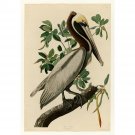 Audubon - Brown Pelican - Plate 251 - 24x32 Inch Rolled Canvas Wall Art Print Audubon - Brown Pelican - Plate 251 - 24x32 Inch Rolled Canvas Wall Art Print