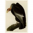 Audubon - Californian Vulture - Plate 426 - 24x32 Inch Rolled Canvas Wall Art Print Audubon - Californian Vulture - Plate 426 - 24x32 Inch Rolled Canvas Wall Art Print