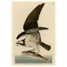Audubon - Fish Hawk or Osprey Plate 81 - 24x32 Inch Rolled Canvas Wall Art Print