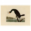 Audubon - Florida Cormorant - Plate 252 - 24x32 Inch Rolled Canvas Wall Art Print