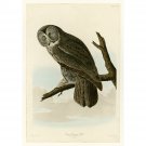 Audubon - Great Cinereous Owl - Plate 351 - 24x32 Inch Rolled Canvas Wall Art Print