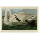 Audubon - Trumpeter Swan - Plate 406 - 24x32 Inch Rolled Canvas Wall Art Print