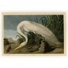 Audubon - White Heron - Plate 386 - 24x32 Inch Rolled Canvas Wall Art Print