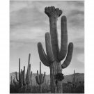 Adams - Cactus in Saguaro National Monument 2 in Arizona - 30x40 Inch Rolled Poster Wall Art Print