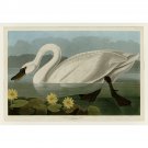 Audubon - Common American Swan - Plate 411 - 30x40 Inch Rolled Poster Wall Art Print
