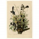 Audubon - Mocking Bird - Plate 21 - 30x40 Inch Rolled Poster Wall Art Print