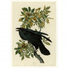 Audubon - Raven - Plate 101 - 30x40 Inch Rolled Poster Wall Art Print