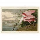 Audubon - Roseate Spoonbill - Plate 321 - 30x40 Inch Rolled Poster Wall Art Print Audubon - Roseate Spoonbill - Plate 321 - 30x40 Inch Rolled Poster Wall Art Print