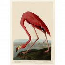 Audubon - American Flamingo - Plate 431 - 40x50 Inch Rolled Poster Wall Art Print