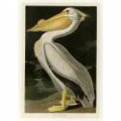 Audubon - American White Pelican - Plate 311 - 40x50 Inch Rolled Poster Wall Art Print Audubon - American White Pelican - Plate 311 - 40x50 Inch Rolled Poster Wall Art Print