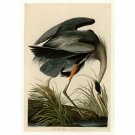 Audubon - Great blue Heron - Plate 211 - 40x50 Inch Rolled Poster Wall Art Print