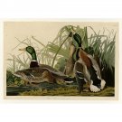 Audubon - Mallard Duck - Plate 221 - 40x50 Inch Rolled Poster Wall Art Print