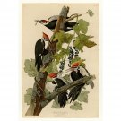 Pileated Woodpecker - Plate 111 - 40x50 Inch Rolled Poster Wall Art Print