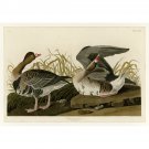 White-fronted Goose - Plate 286 - 40x50 Inch Rolled Poster Wall Art Print
