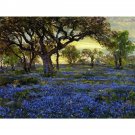 Old Live Oak Tree and Bluebonnets on the West Texas Military Grounds - 40x50 Inch Rolled Canvas Wall