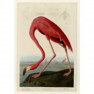 American Flamingo - Plate 431 (original) - 24x18 Inch Rolled Canvas Wall Art Print