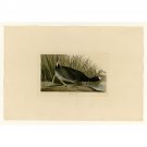 Audubon - American Coot - Plate 239 - 24x18 Inch Rolled Canvas Wall Art Print