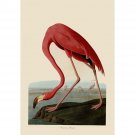 Audubon - American Flamingo - 24x18 Inch Rolled Canvas Wall Art Print