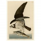 Audubon - Fish Hawk or Osprey Plate 81 - 24x18 Inch Rolled Canvas Wall Art Print