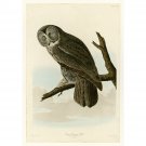 Audubon - Great Cinereous Owl - Plate 351 - 24x18 Inch Rolled Canvas Wall Art Print