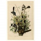 Audubon - Mocking Bird - Plate 21 - 24x18 Inch Rolled Canvas Wall Art Print