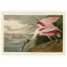 Audubon - Roseate Spoonbill - Plate 321 - 24x18 Inch Rolled Canvas Wall Art Print