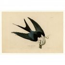 Audubon - Swallow-tailed Hawk - Plate 72 - 24x18 Inch Rolled Canvas Wall Art Print