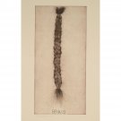 Braid - 24x18 Inch Rolled Canvas Wall Art Print
