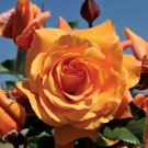 Tangerine Skies Arborose Climbing Rose Plant 1.5 Gallon Potted Bright Orange Flowers Own Root