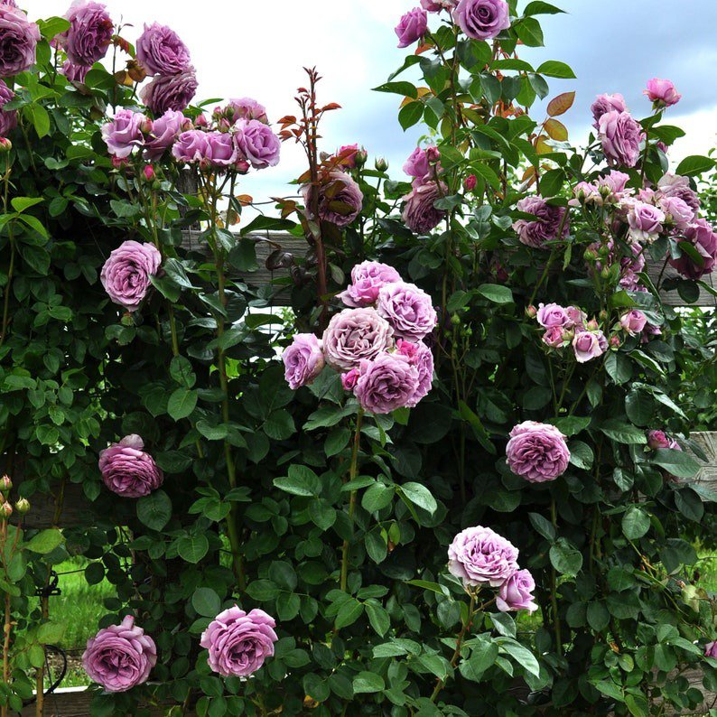 Quicksilver Climbing Rose Plant 1.5 Gallon Reblooming Lush Lavender ...