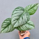 Variegated Philodendron Sodiroi Starter Plant #3 2 Plants Fresh Garden