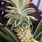 Variegated Pineapple Juicy Starter Plant 2 Plants Fresh Garden