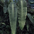 Xl Anthurium Veitchii Starter Plant 2 Plants Fresh Garden