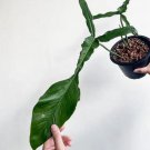 Xl Philodendron Joepii Starter Plant 2 Plants Fresh Garden