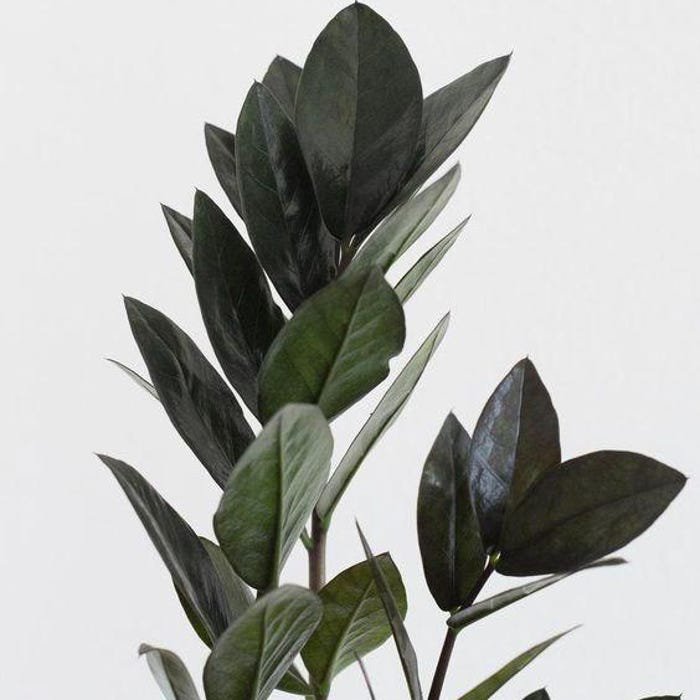 Zamioculcas Super Nova Black Starter Plant 2 Plants Fresh Garden