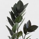 Zamioculcas Super Nova Black Starter Plant 2 Plants Fresh Garden