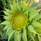 20 Sunfill Green Double Sunflower Seeds Helianthus Annuus Fresh Seeds