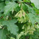20 Tararium Maple Seeds Acer Tataricum Fresh Seeds