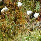 20 Tawny Cottongrass Eriophorum Virginicum Seeds Fresh Seeds