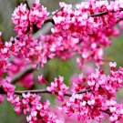 20 Tennessee Pink Redbud Seeds Cercis Canadensis Tennessee Pink Fresh Seeds